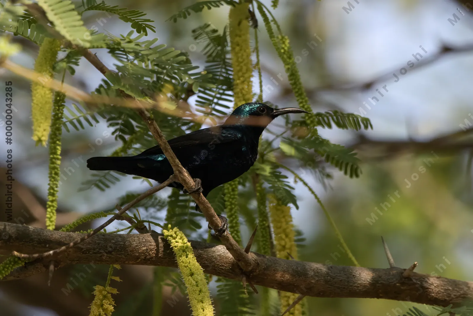 Purple Sunbird perched on a tree branch at Velavadar National Park in India