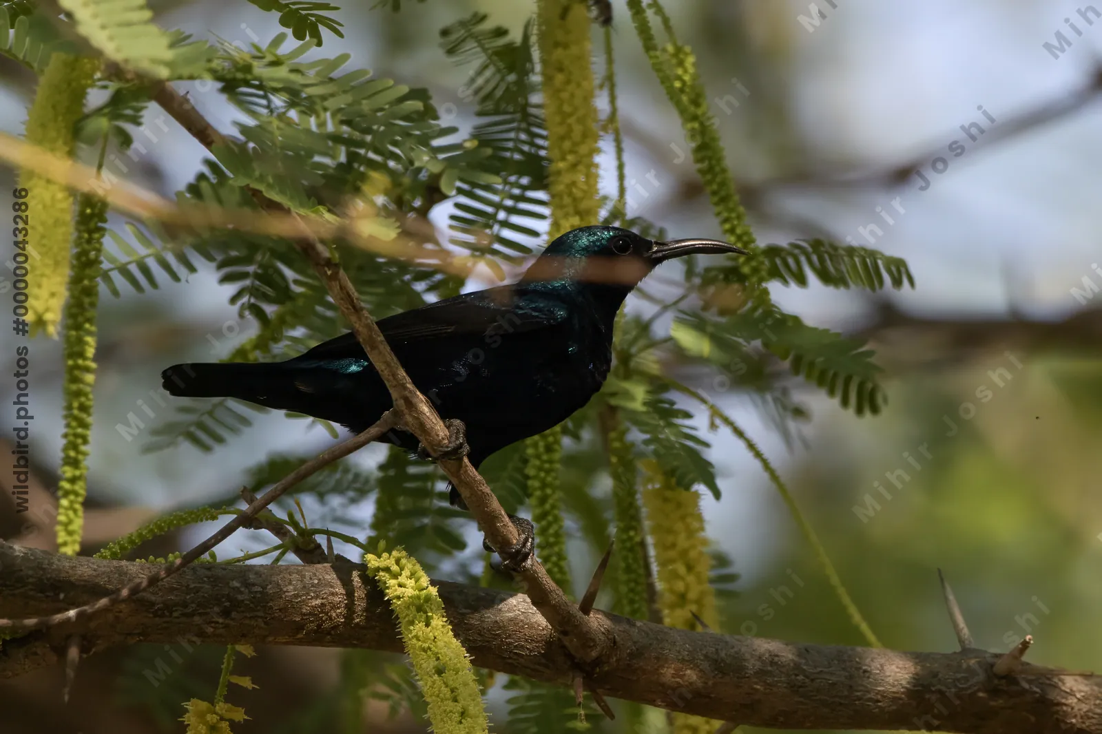 Purple sunbird perched on an acacia tree branch at Velavadar National Park