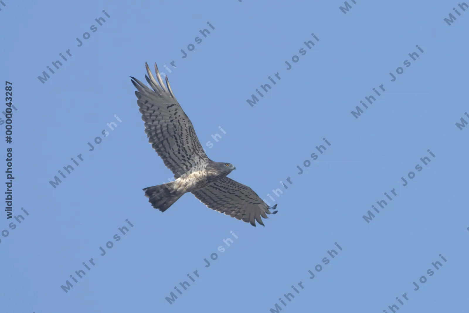 Short-toed snake-eagle flying high in the blue sky at Velavadar National Park