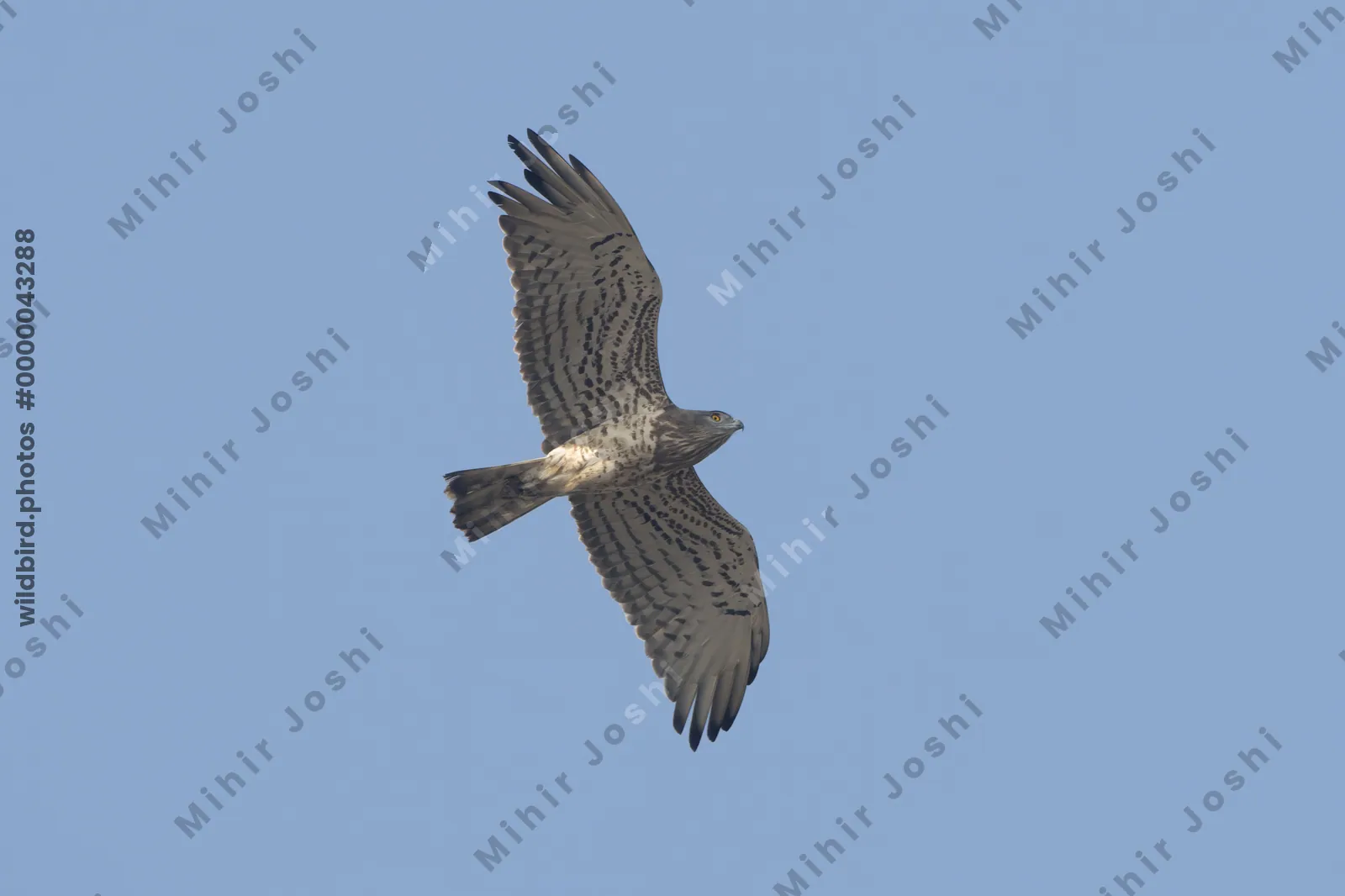 Short-toed snake-eagle soaring in the sky at Velavadar National Park in India