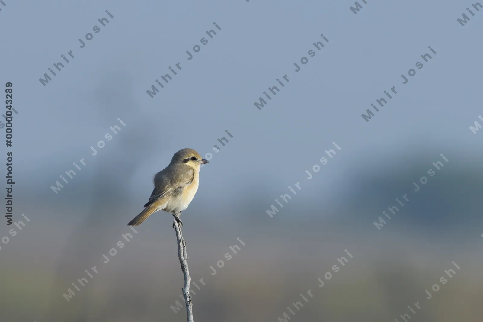 Isabelline Shrike Perched on a Twig at Velavadar National Park Gujarat India