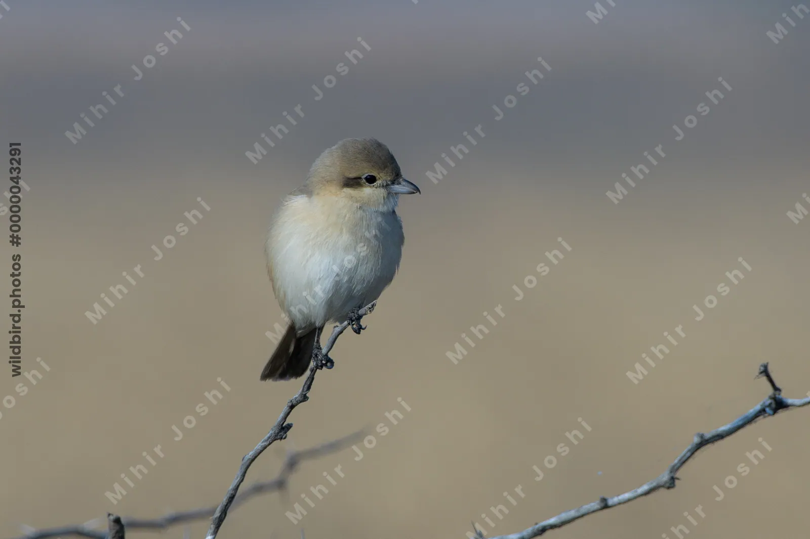 Isabelline Shrike Perched on a Branch in Velavadar National Park India