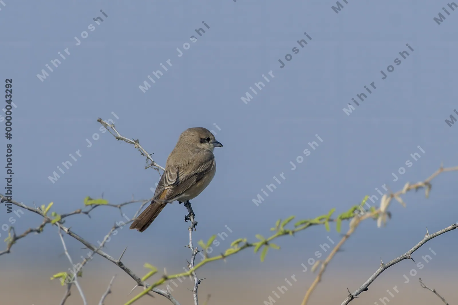 Isabelline shrike perched on a branch in Velavadar National Park India