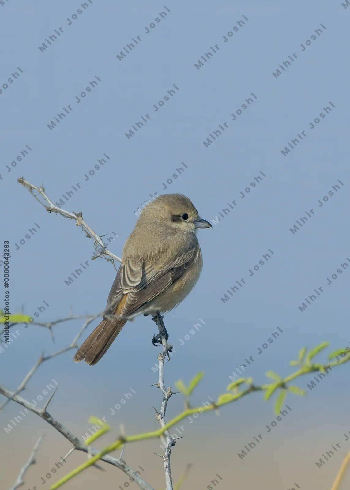 Isabelline Shrike Perched on a Thorny Branch in Velavadar, Gujarat, India