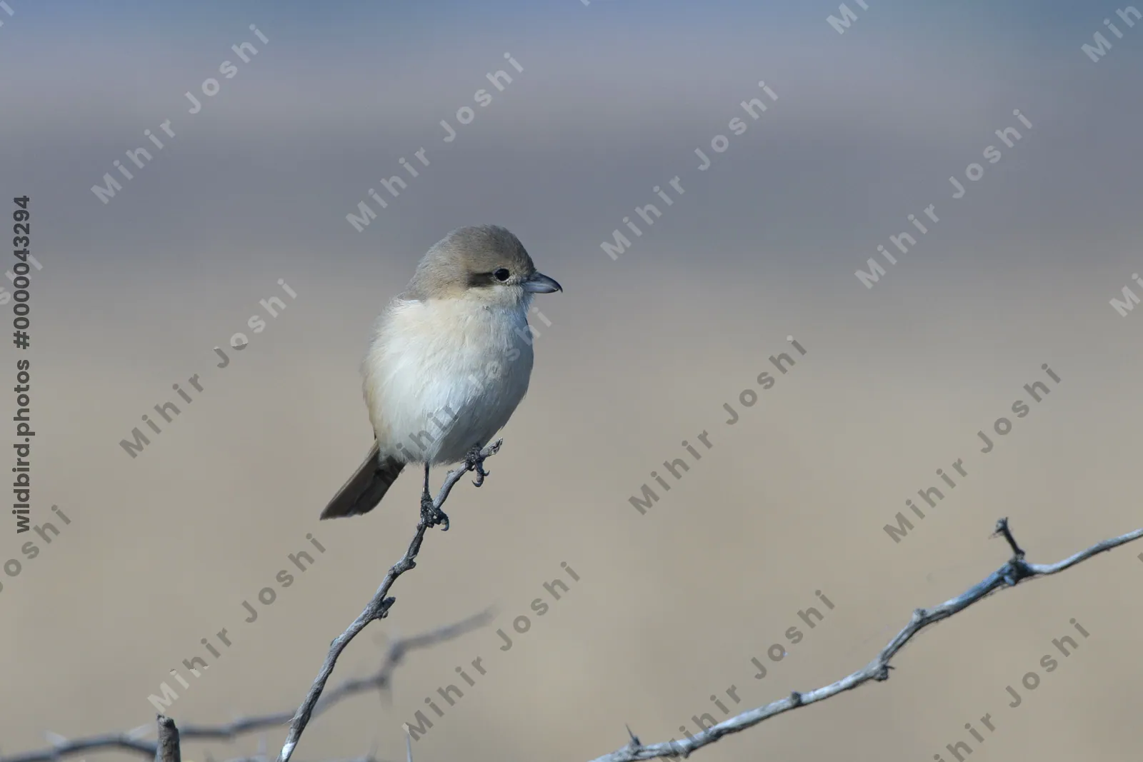 Isabelline Shrike Perched on a Branch in Velavadar National Park, India