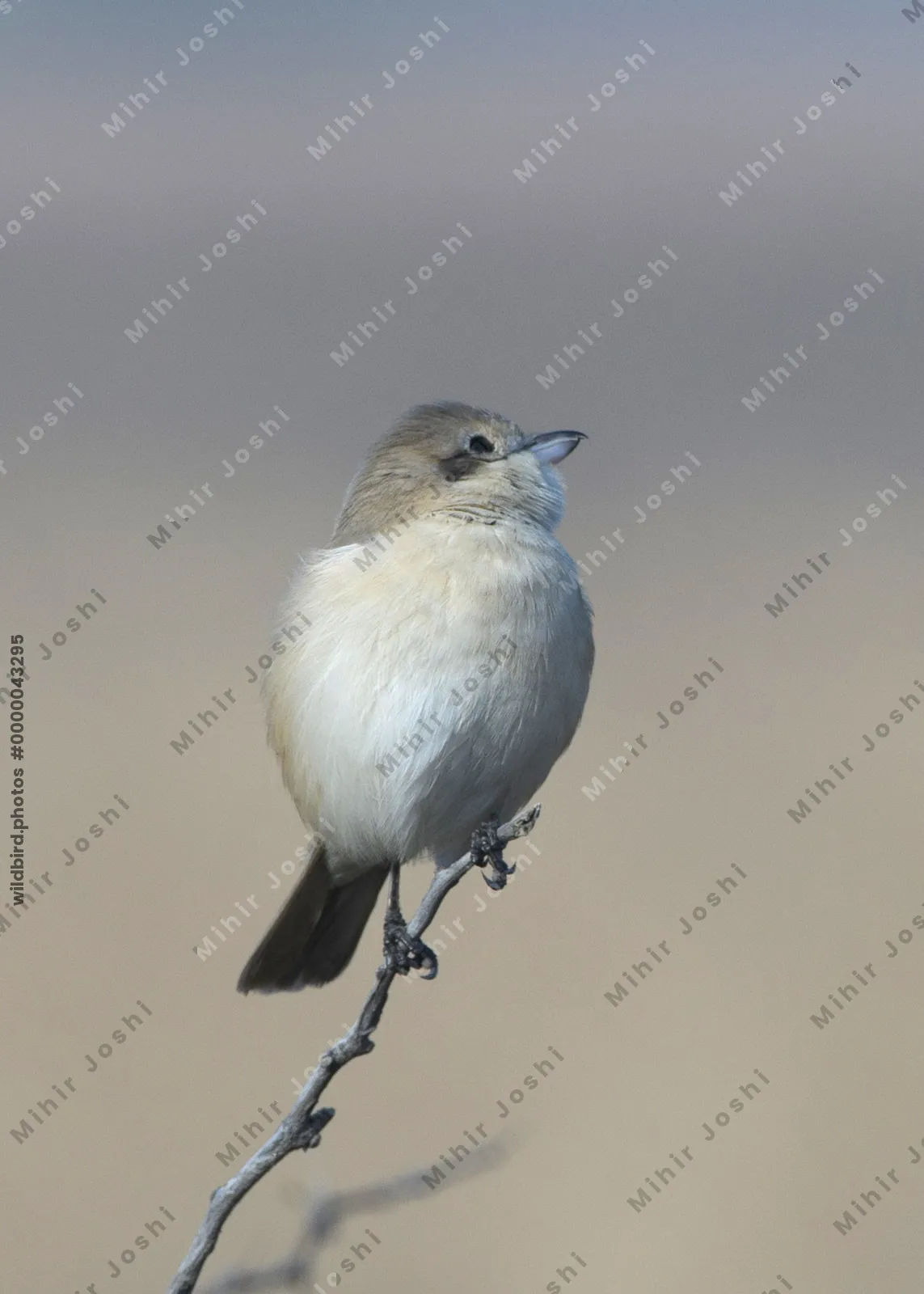 Isabelline Shrike Perched on a Twig in Velavadar National Park India