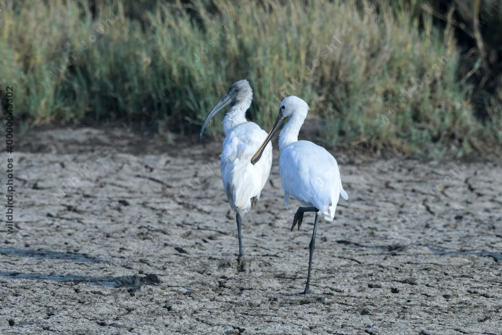 Eurasian Spoonbill and Black-headed Ibis in Velavadar National Park India