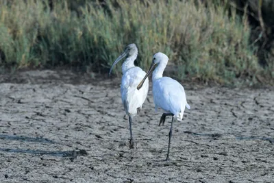 Eurasian Spoonbill and Black-headed Ibis in Velavadar National Park India