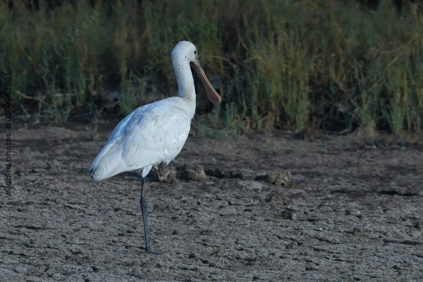 Eurasian Spoonbill Platalea leucorodia standing on mudflats at Velavadar