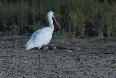 Eurasian Spoonbill Platalea leucorodia standing on mudflats at Velavadar