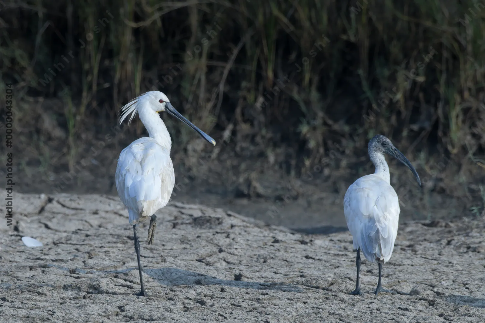 Eurasian Spoonbill and Black-headed Ibis at Velavadar National Park, India