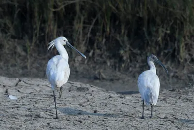 Eurasian Spoonbill and Black-headed Ibis at Velavadar National Park, India