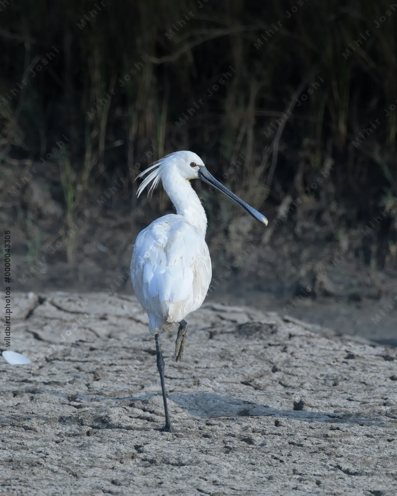 Eurasian Spoonbill Standing on Cracked Earth at Velavadar National Park India