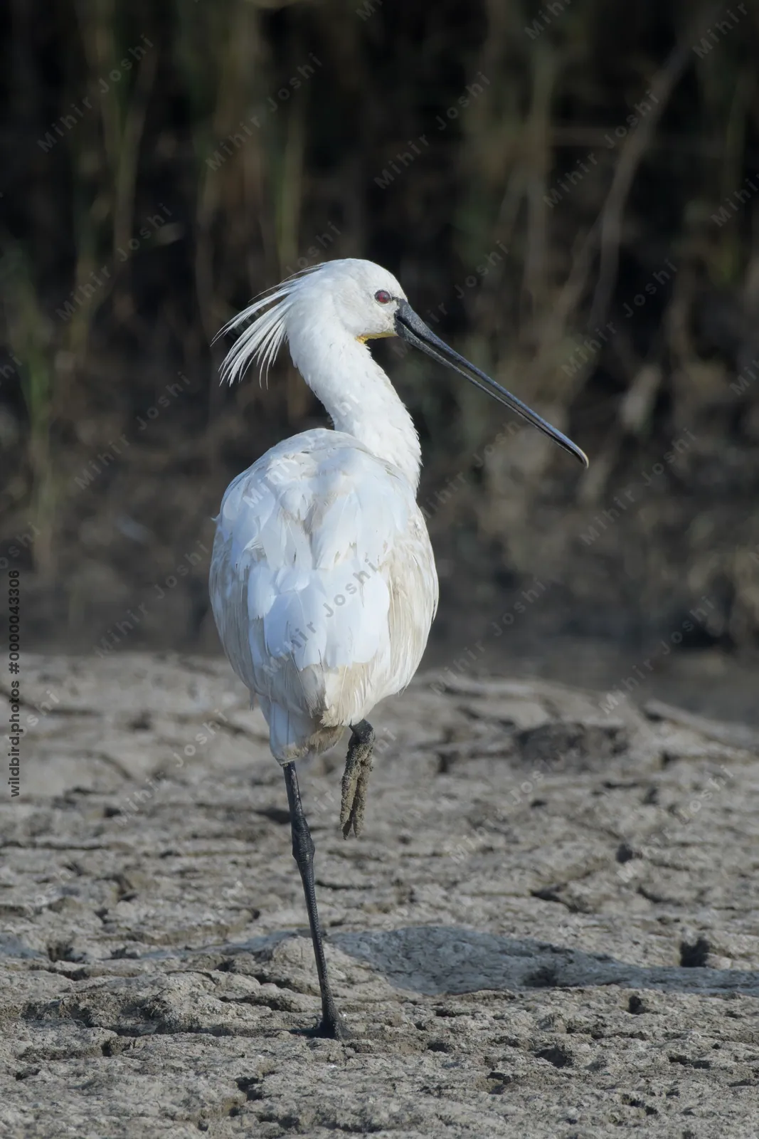 Eurasian Spoonbill Standing on One Leg in Velavadar National Park