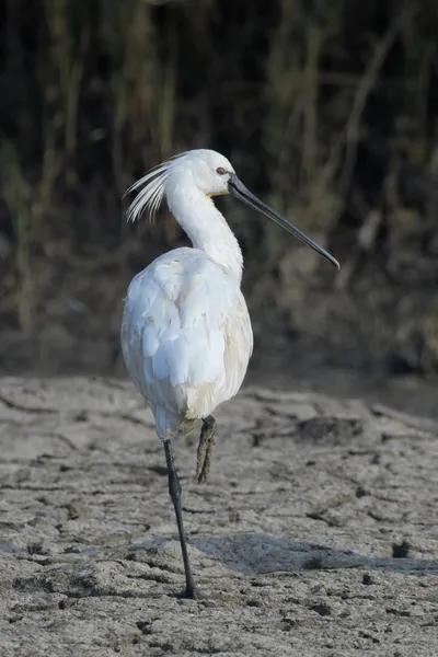 Eurasian Spoonbill Standing on One Leg in Velavadar National Park