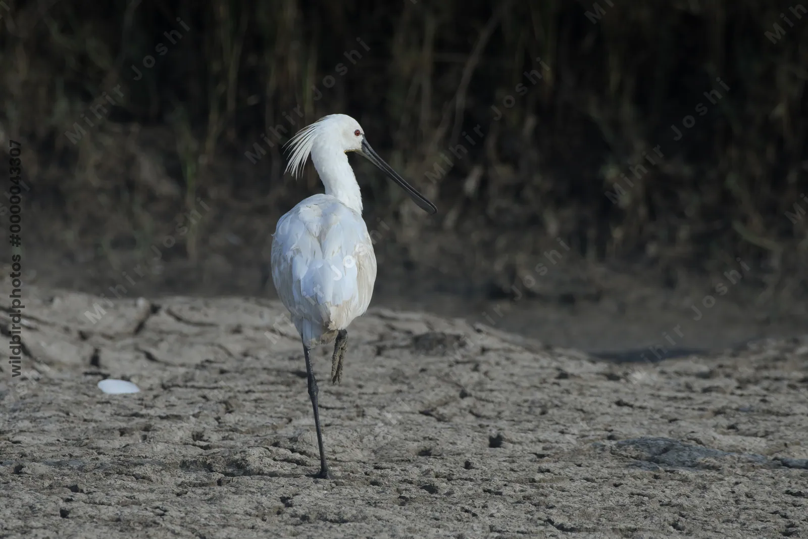 Eurasian Spoonbill at Velavadar National Park in Gujarat India