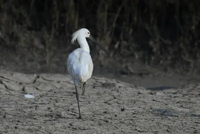 Eurasian Spoonbill at Velavadar National Park in Gujarat India