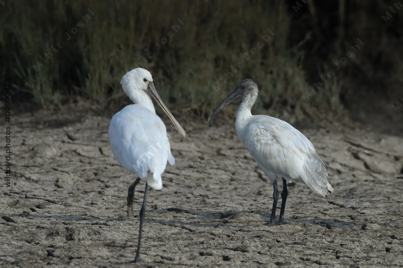 Eurasian Spoonbill and Black-headed Ibis at Velavadar National Park India