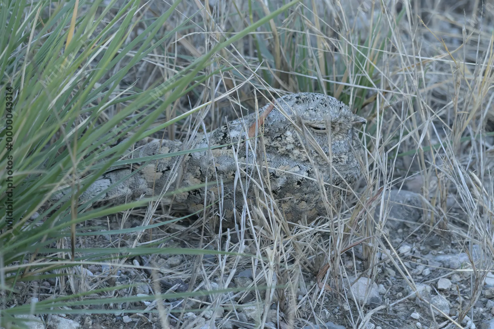 Sykes's Nightjar Camouflaged in Velavadar National Park Gujarat India