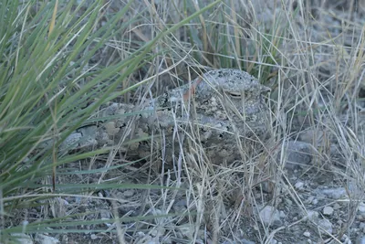 Sykes's Nightjar Camouflaged in Velavadar National Park Gujarat India