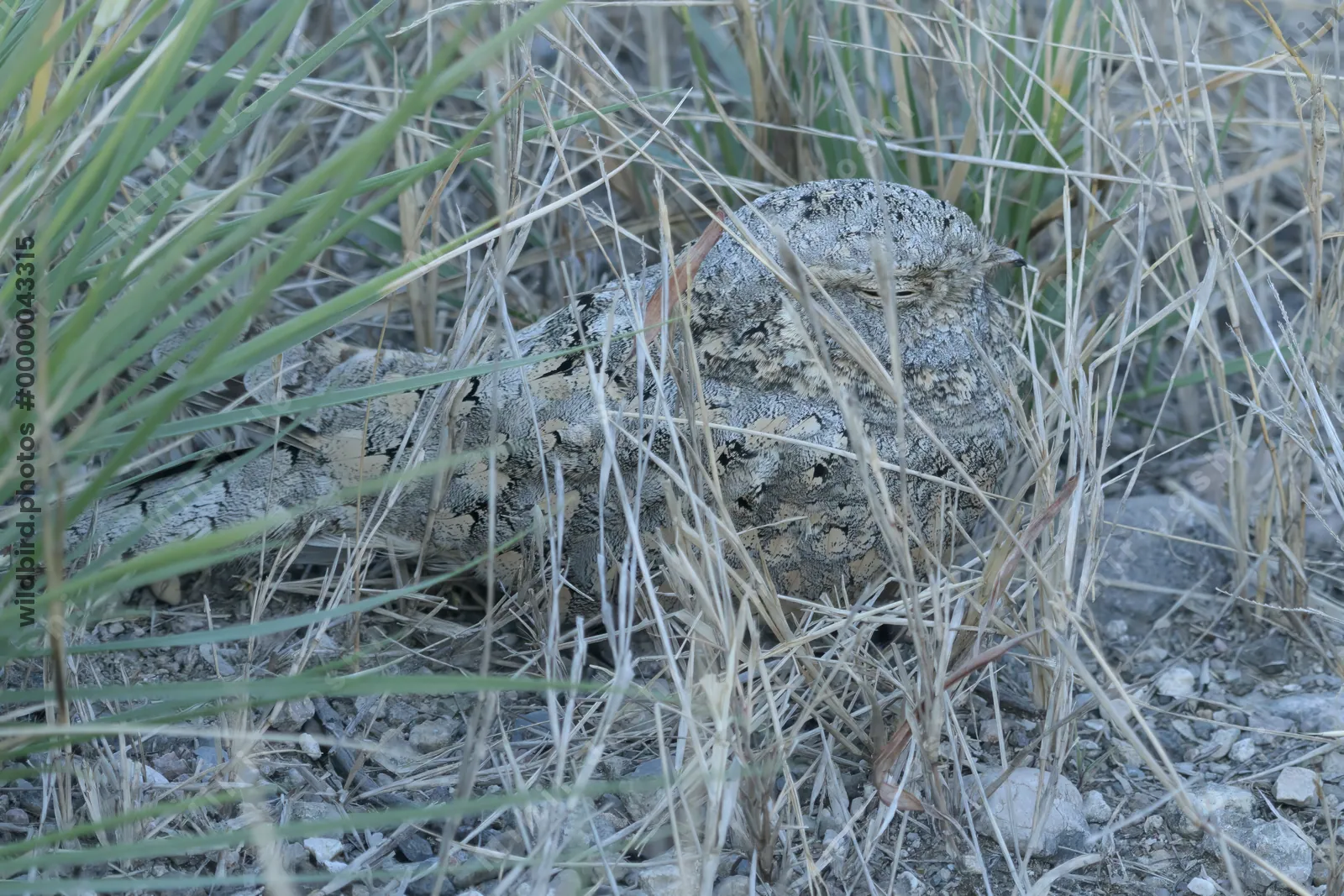 Sykes's Nightjar Camouflaged in Dry Grass in Velavadar National Park India