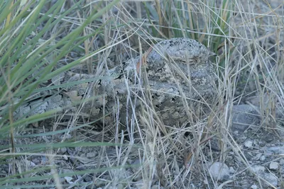 Sykes's Nightjar Camouflaged in Dry Grass in Velavadar National Park India