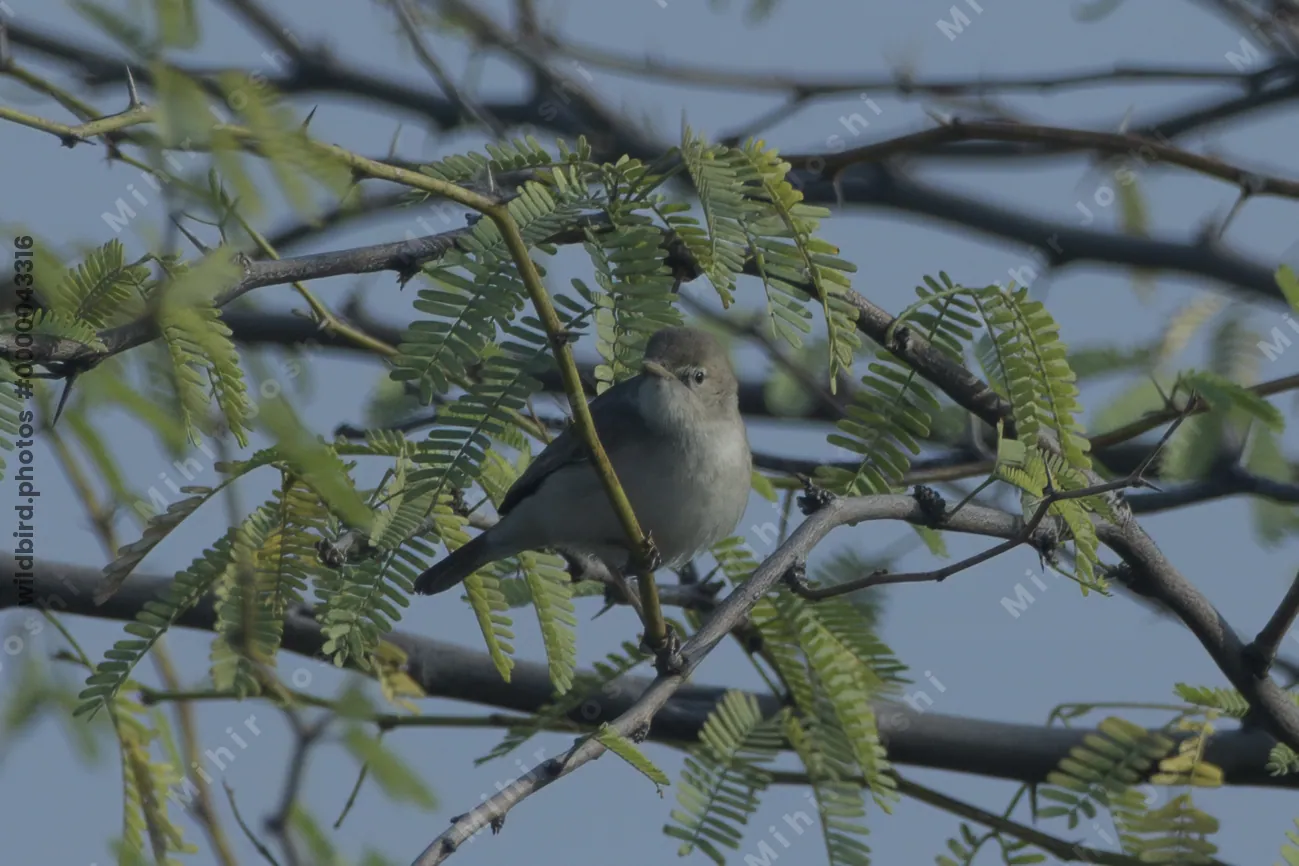 Sykes's Warbler Perched on an Acacia Branch in Velavadar National Park India