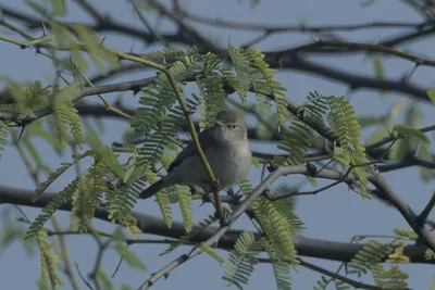 Sykes's Warbler Perched on an Acacia Branch in Velavadar National Park India