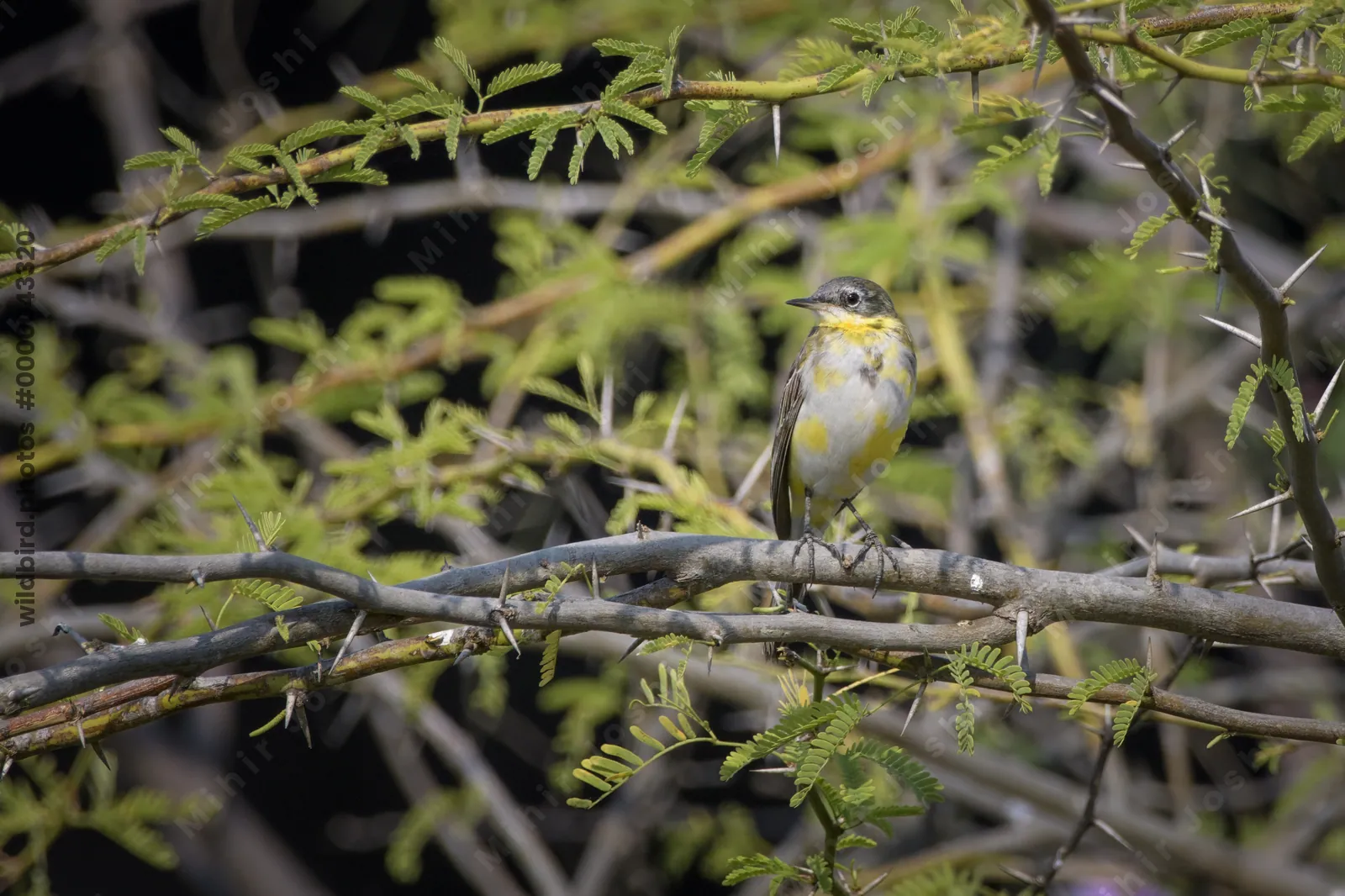 Western yellow wagtail perched on an acacia branch in Velavadar National Park