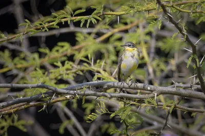 Western yellow wagtail perched on an acacia branch in Velavadar National Park