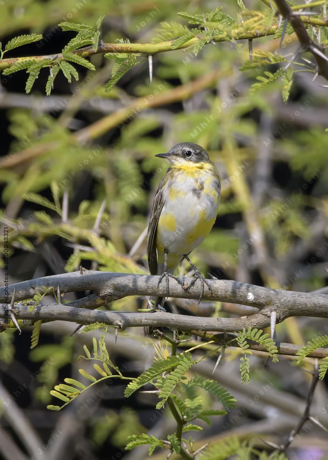Western yellow wagtail perched on an acacia branch in Velavadar India