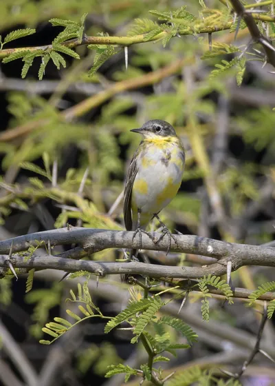 Western yellow wagtail perched on an acacia branch in Velavadar India