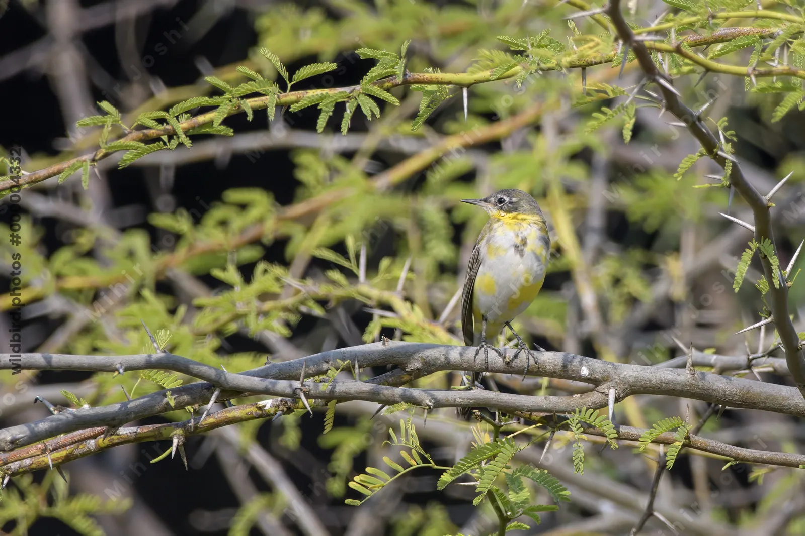 Western yellow wagtail perched on an acacia branch in Velavadar National Park