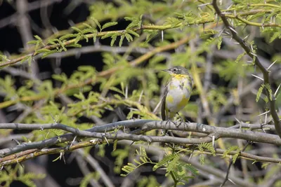 Western yellow wagtail perched on an acacia branch in Velavadar National Park