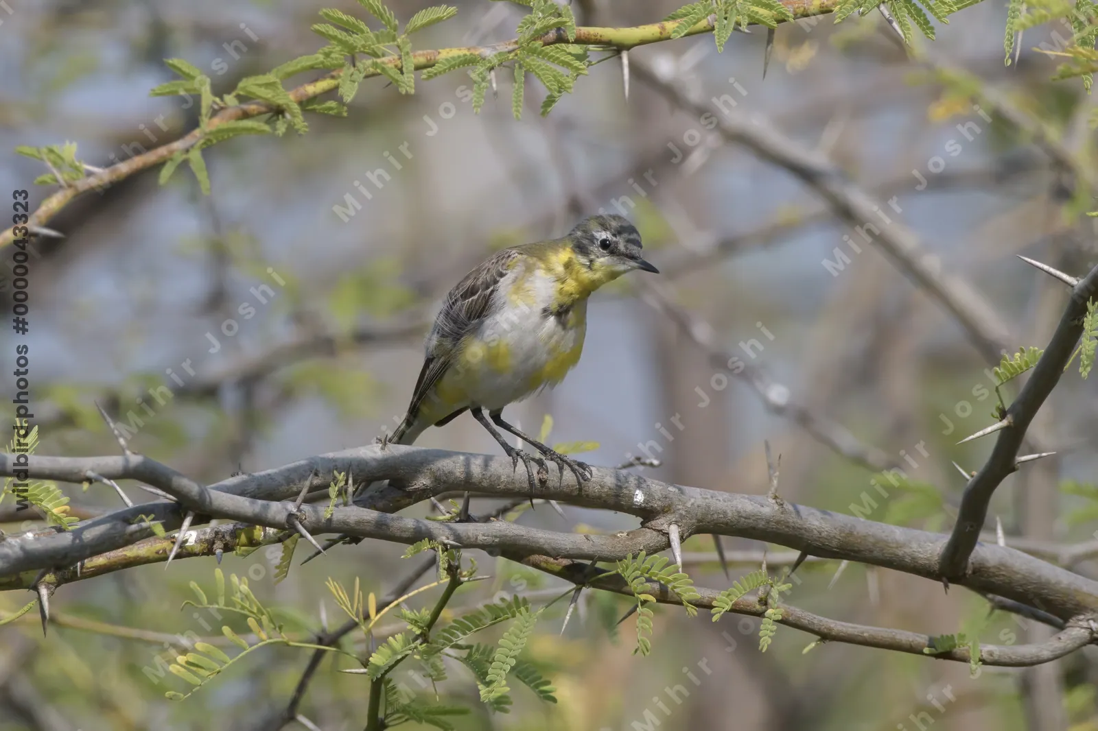 Western yellow wagtail perching on thorny acacia branch in Gujarat, India