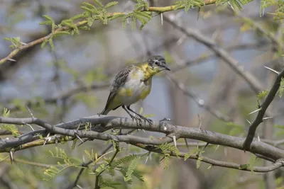 Western yellow wagtail perching on thorny acacia branch in Gujarat, India