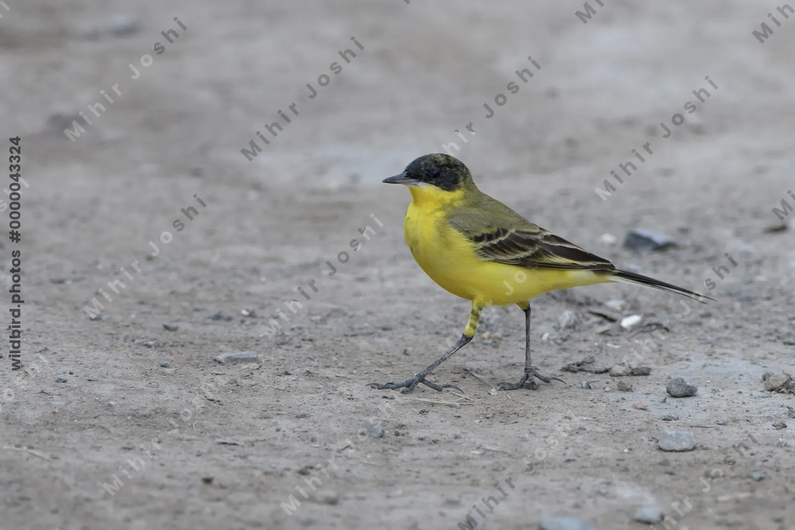 Western yellow wagtail Motacilla flava walking on the ground at Velavadar
