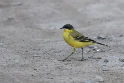 Western yellow wagtail Motacilla flava walking on the ground at Velavadar