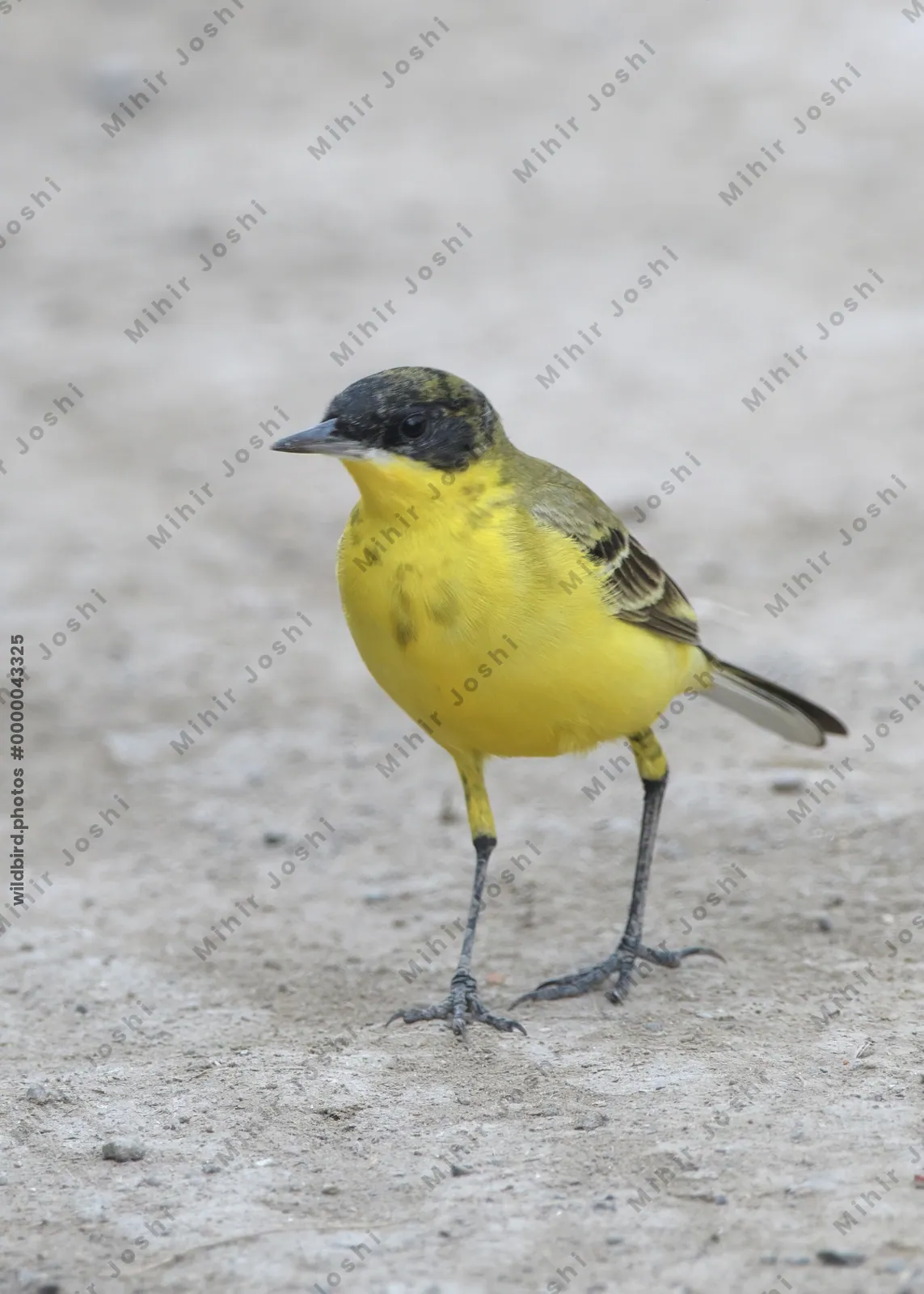 Western yellow wagtail standing on the ground at Velavadar National Park