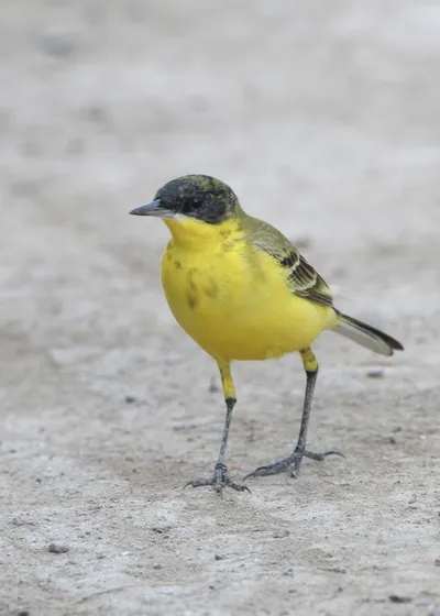 Western yellow wagtail standing on the ground at Velavadar National Park