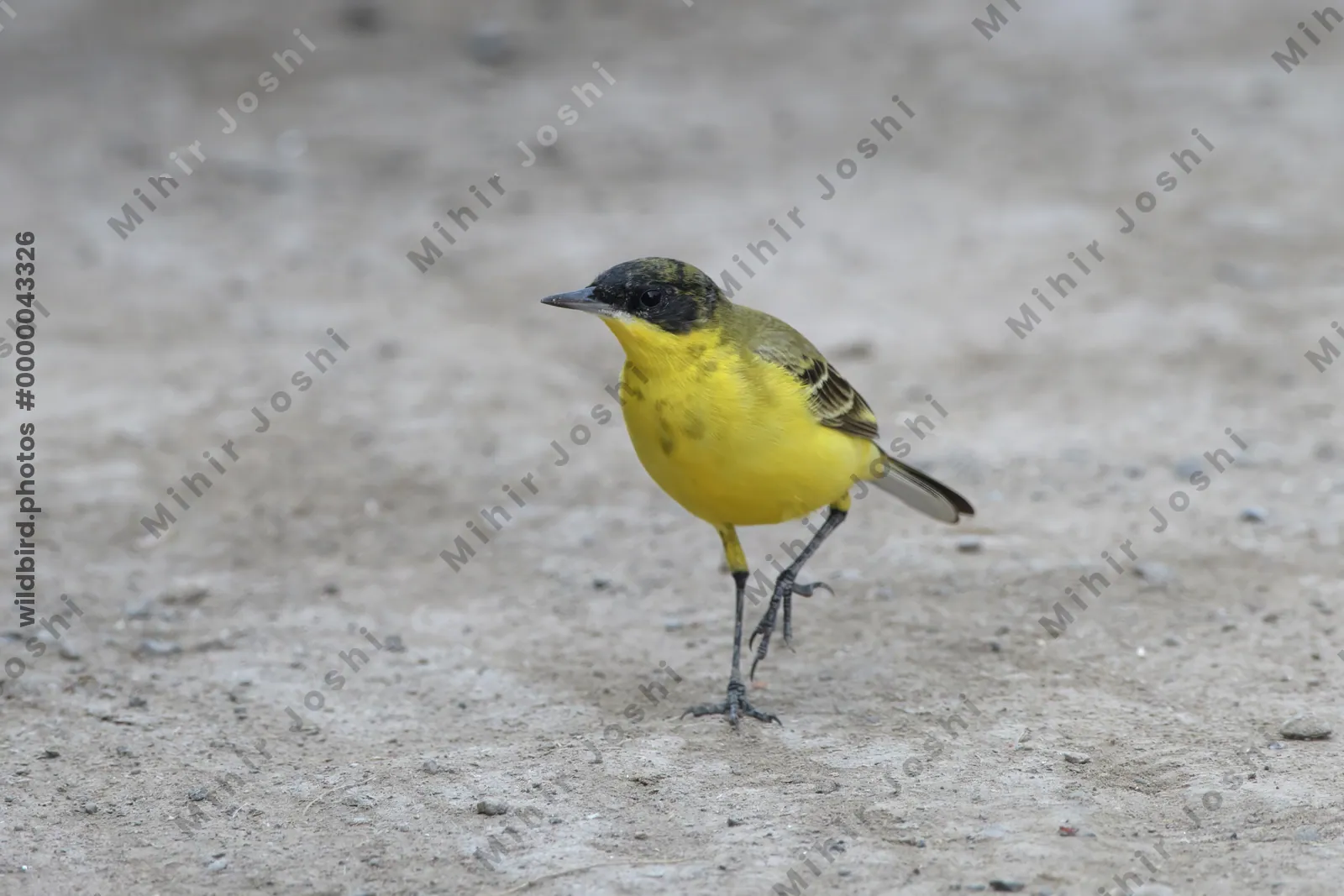 Western yellow wagtail walking on ground at Velavadar National Park India