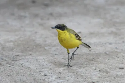 Western yellow wagtail walking on ground at Velavadar National Park India