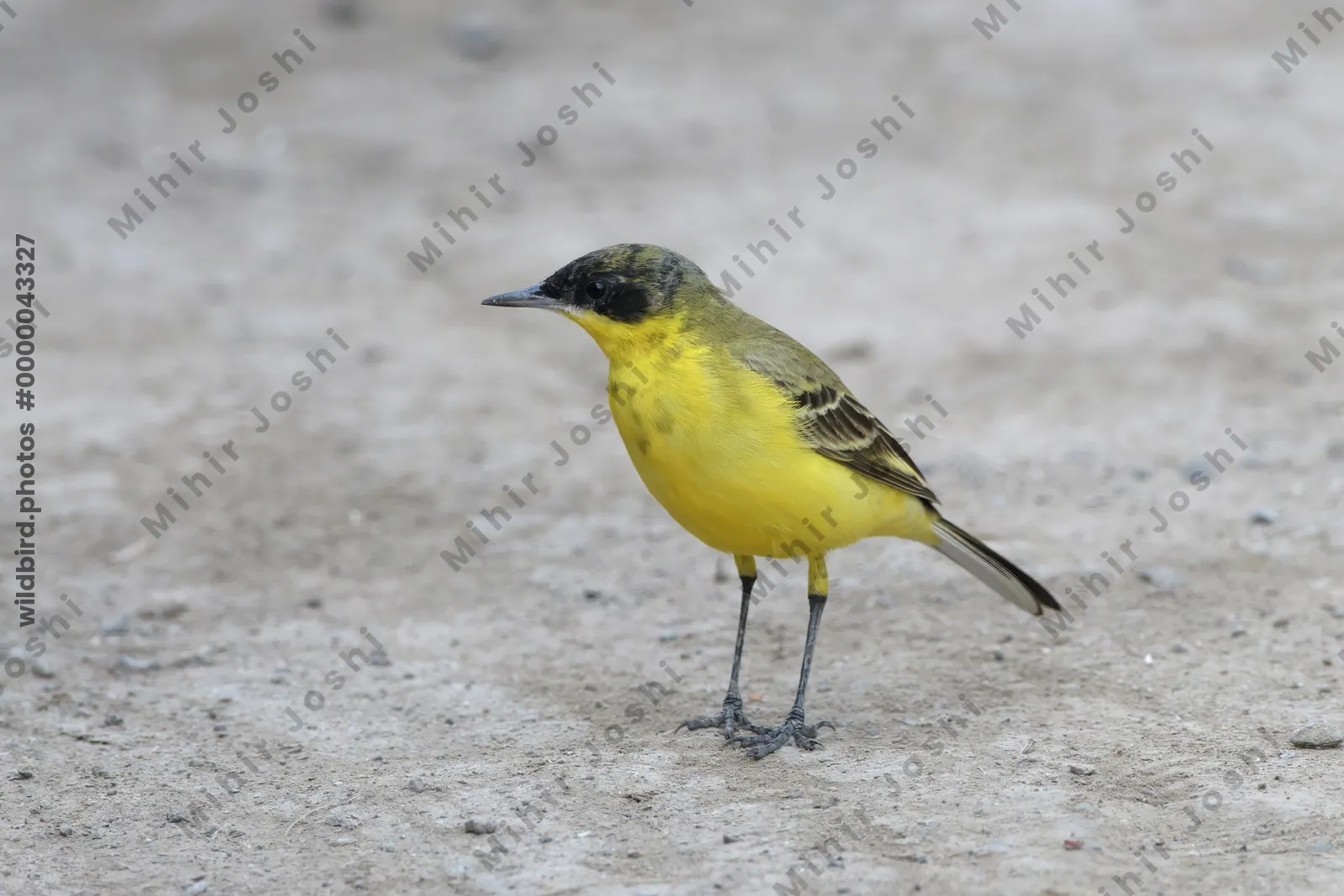 Western yellow wagtail standing on the ground at Velavadar National Park
