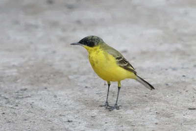 Western yellow wagtail standing on the ground at Velavadar National Park