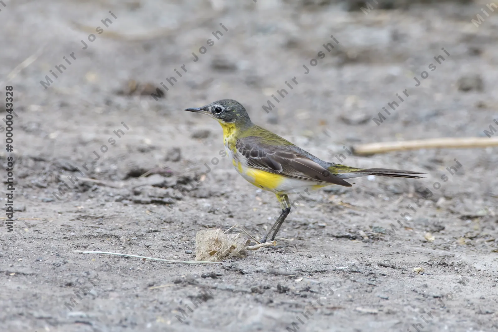 Western yellow wagtail standing on the ground in Velavadar National Park