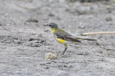 Western yellow wagtail standing on the ground in Velavadar National Park