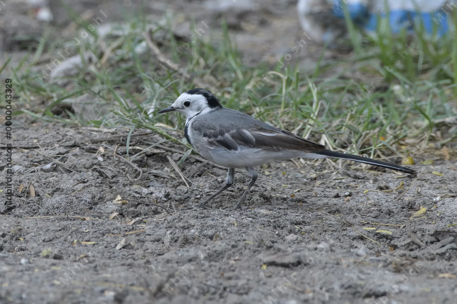 White Wagtail Motacilla alba foraging on the ground at Velavadar