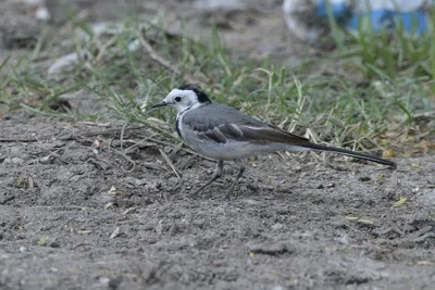 White Wagtail Motacilla alba foraging on the ground at Velavadar