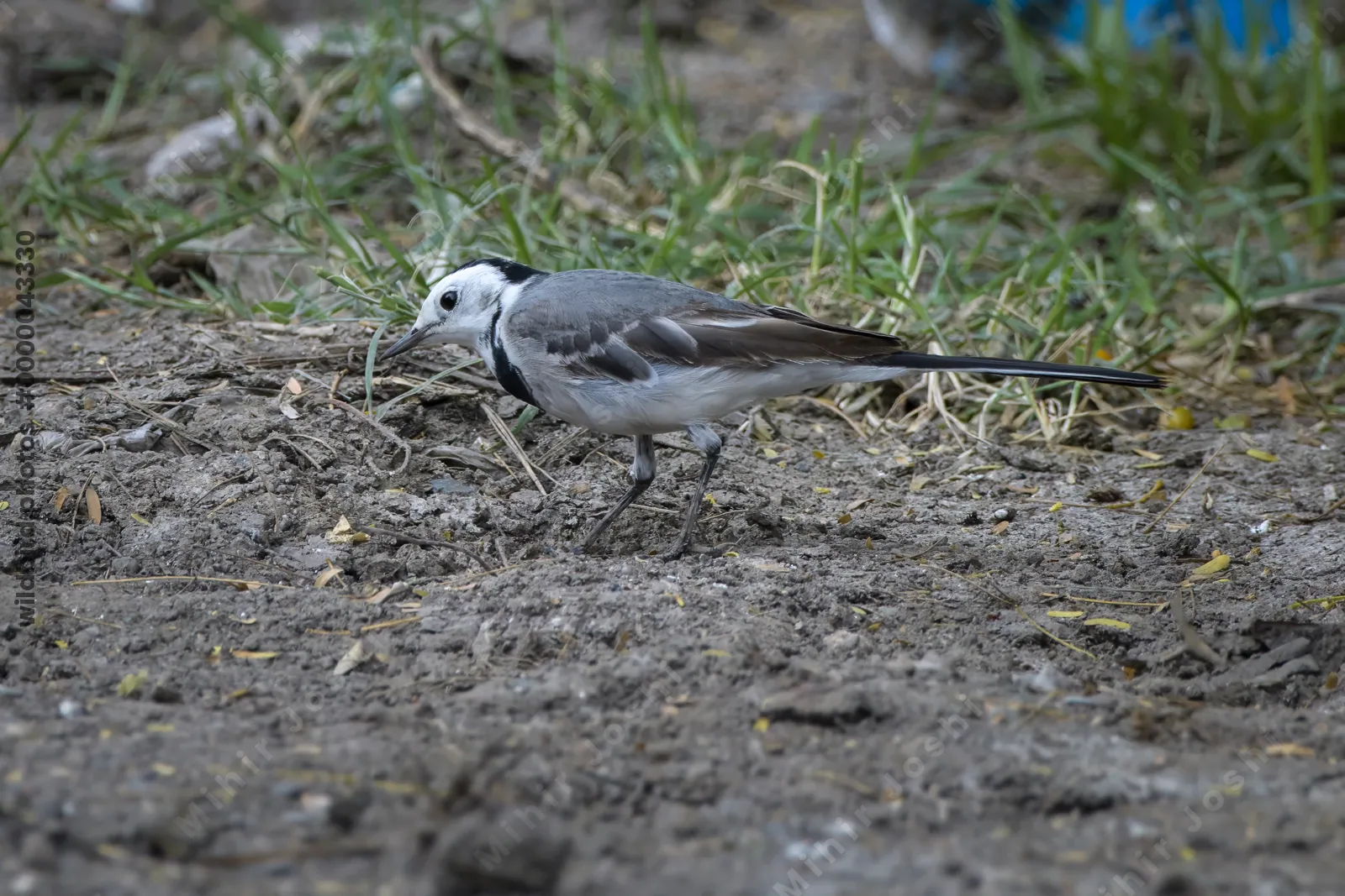 White Wagtail Motacilla alba foraging on the ground in Velavadar India