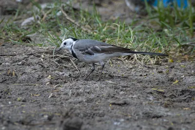 White Wagtail Motacilla alba foraging on the ground in Velavadar India